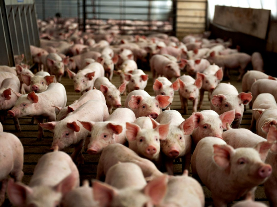 Немецкие компании инвестируют в свинокоплекс во Львовской области