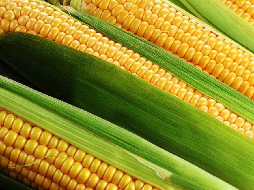 Американская «Бунге» и испанская «Дакса»  инвестируют $14 млн. в крупнейший в Украине завод по переработке кукурузы