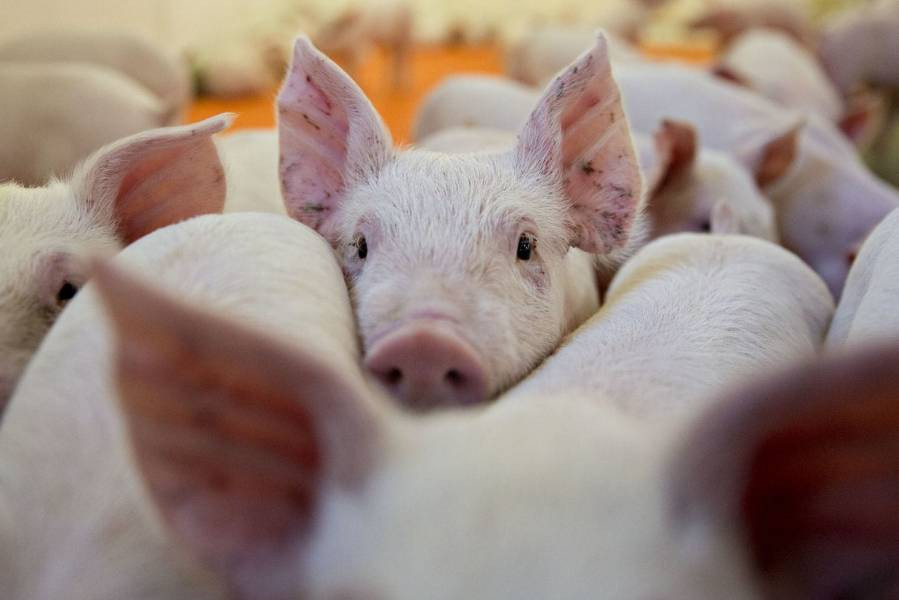 Инвестиционная привлекательность свиноводства в 2019-2020 гг. станет выше птицеводства
