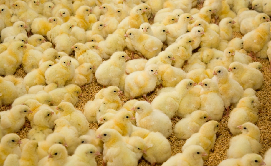 Производитель курятины «Днепровская» получит €20 млн. от ЕБРР
