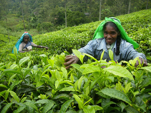Шри-Ланка инвестирует $2 млн. в продвижение цейлонского чая на украинский рынок