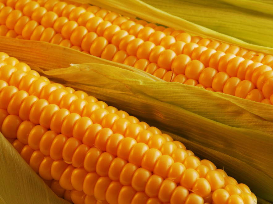 Инвесторы из Китая хотят построить в Украине завод по переработке кукурузы за $200 млн