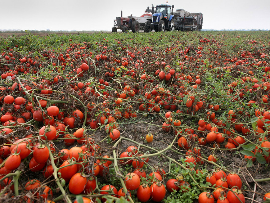 Производитель томатной пасты Agrofusion привлек €10 млн. от ЕБРР