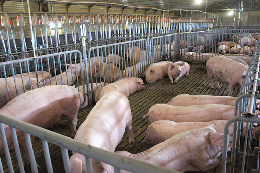 KSG Agro вложит 25 млн. грн. в выращивание свиней