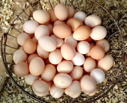 Овостар Юнион намерена инвестировать €100 млн. в производство яиц в Латвии