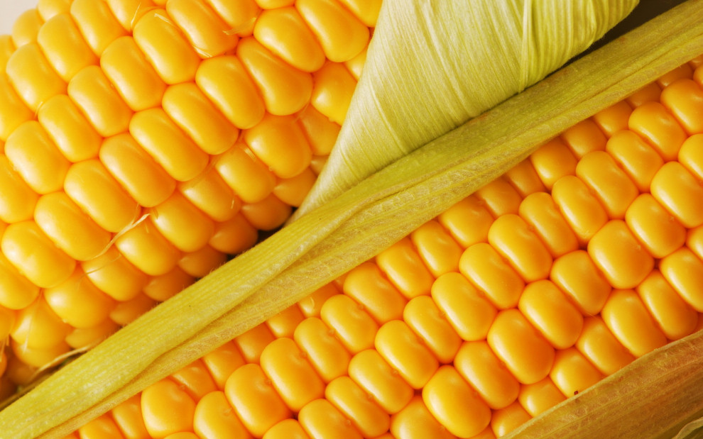 «‎Толсма Текник»‎ намерена построить в Украине завод по переработке сладкой кукурузы