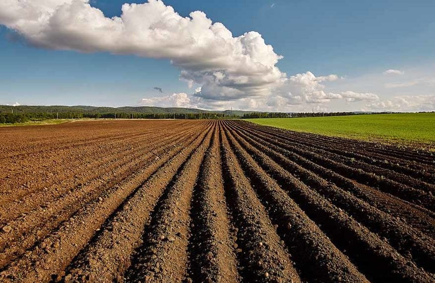 Ristone Holdings намерена купить агрохолдинг с 40 тыс. га земли