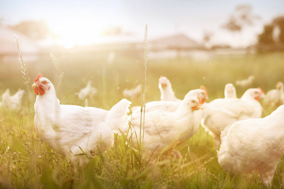 Как заработать миллионы на производстве мяса и яиц птицы?