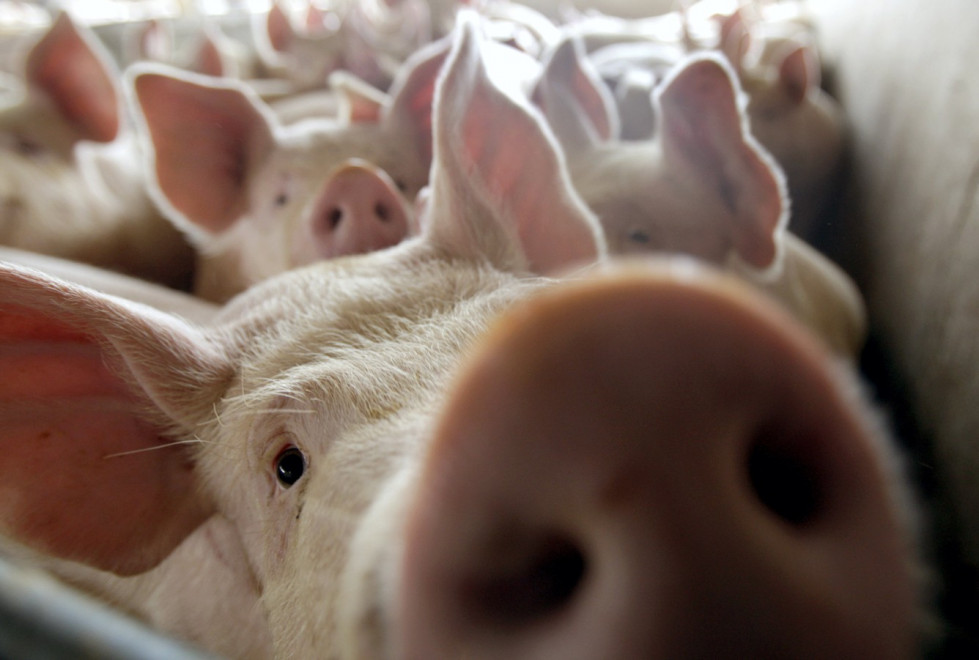 Перспективы инвестирования в свиноводство и мясопереработку