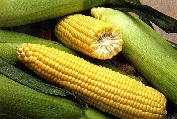 Seed Corp открыла завод по переработке кукурузы с инвестициями в $30 млн
