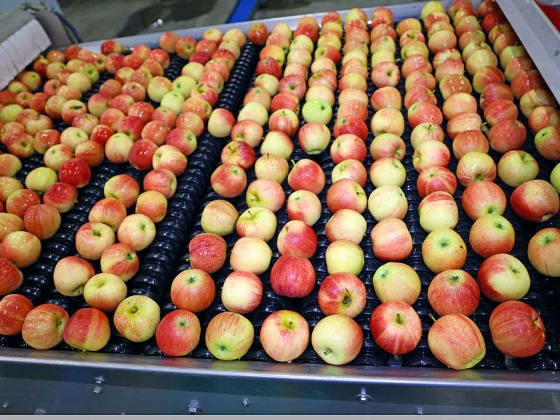 На Львовщине строят инновационный завод по переработке фруктов и ягод за 22,5 млн грн