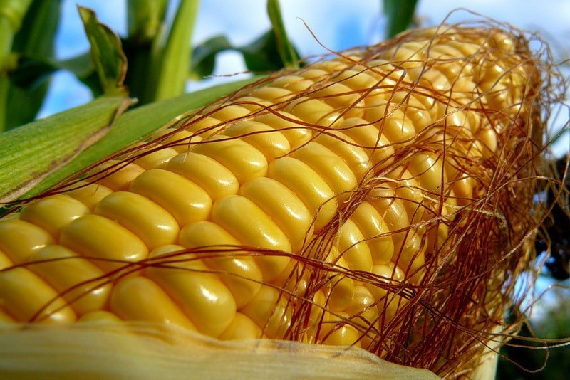 U PARKS CEO IMC to create a corn processing cluster in Ivano-Frankivsk region for $151 million