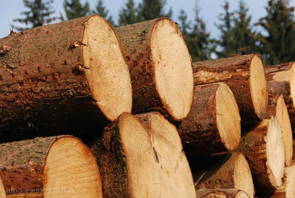 Чилийская Copec продаст лесозаготовительные предприятия бразильской Klabin за $1,16 млрд