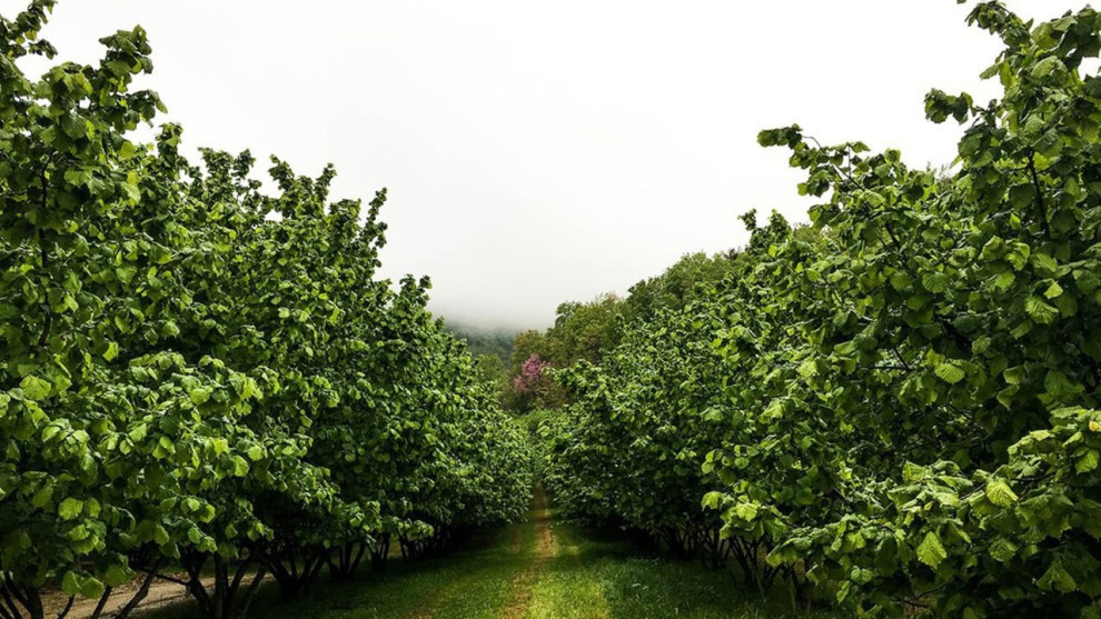 Арсен Аваков інвестує у вирощування горіху і має великий фундуковий сад в Україні