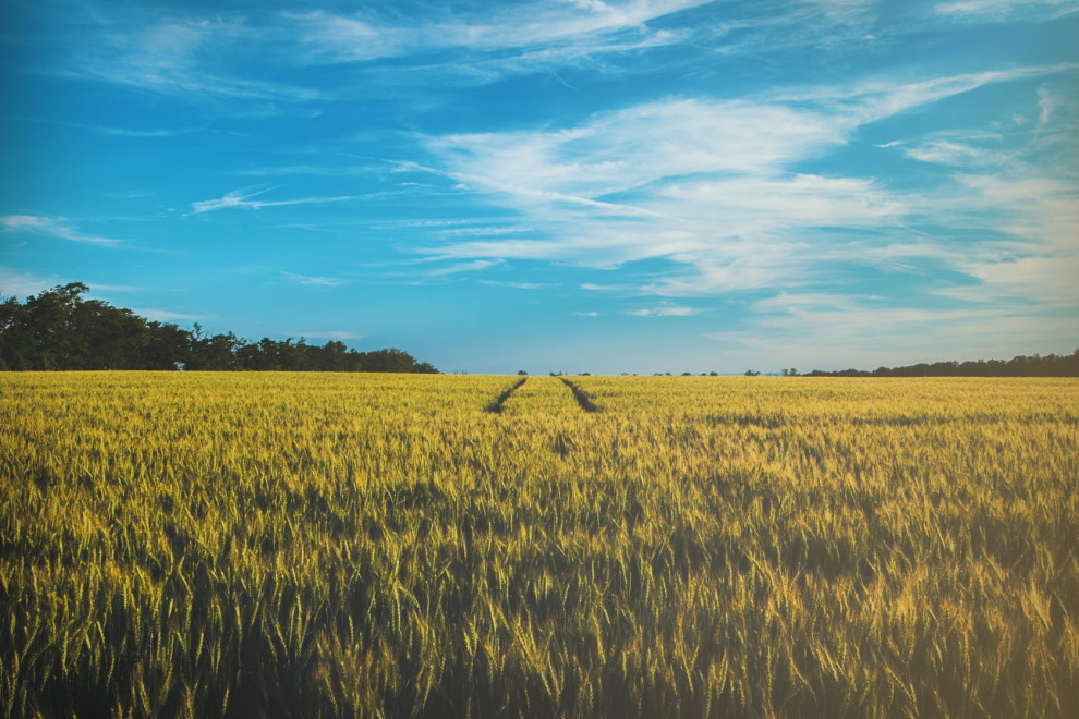 В Украине продано 432,2 тыс. га земель сельхозназначения на начало 2024 года