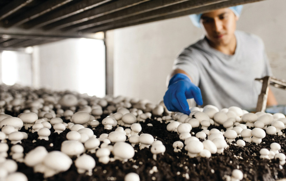Анализ рынка выращивания грибов в Украине