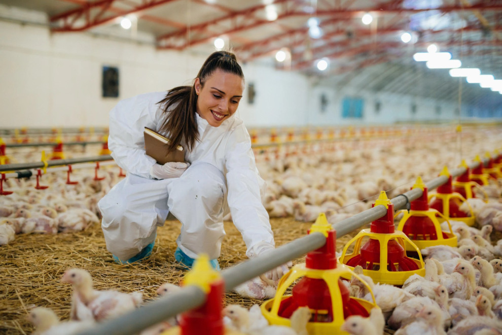 В Україні продається великий птахокомплекс із земельним банком 3 000 га