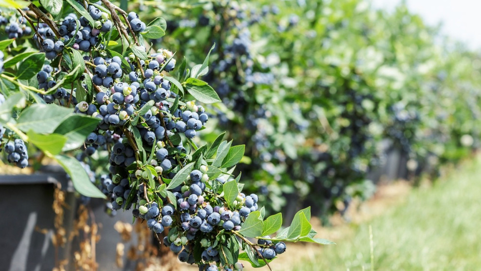На продаж виставлено прибутковий ягідний бізнес у Київській області