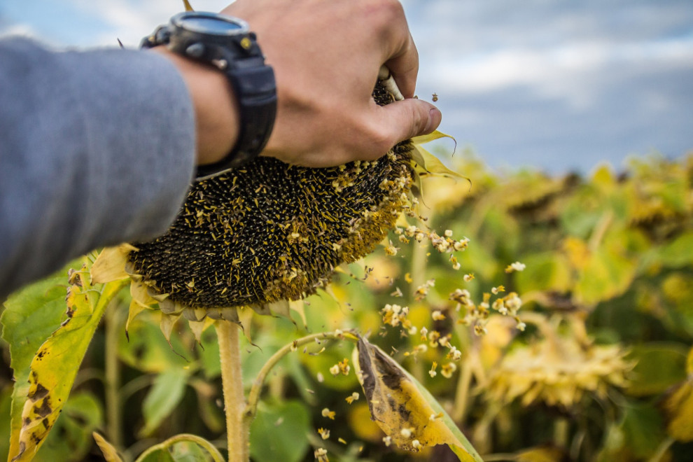 Agri Solutions Ukraine вкладе $12 млн у будівництво заводу з переробки соняшнику на Кіровоградщині