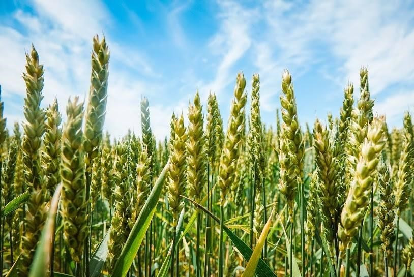 Агрохолдинг Олимп получил контроль над агрокомпанией на Черкасчине