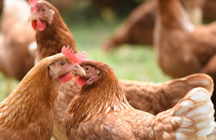 Львовский производитель растительного масла «Олияр» запустил птицефабрику мощностью до 2,3 млн птиц 