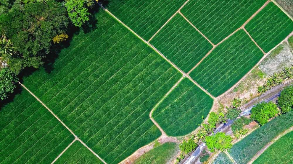 Рынок сельхозземель в 2025 году: что происходит с ценами на агроземлю в Украине