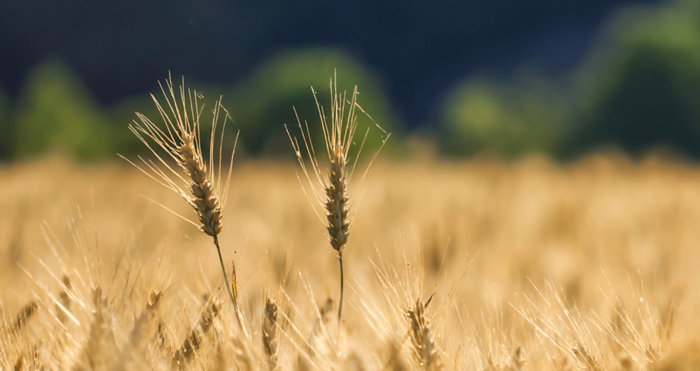 Конкуренція за землю в Україні посилюється: ринок землі в Україні перевищив 1 млн га