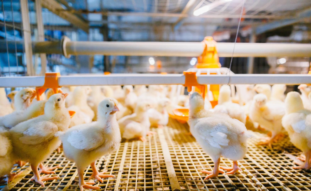 Аналіз ринку продуктів птахівництва в Україні