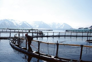 Mitsubishi приобретает норвежского производителя лосося  Cermaq за $1,39 млрд.