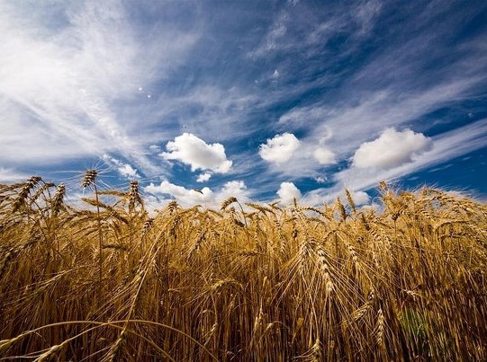 Зерновой сезон в Украине 2013 - 2014