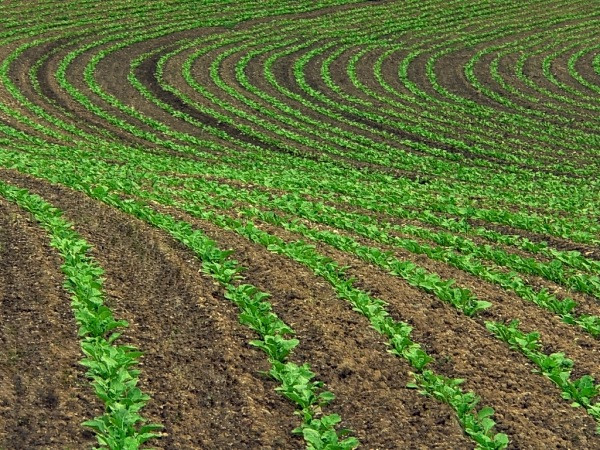 Кабмин планирует привлечь в аграрный сектор $1 млрд