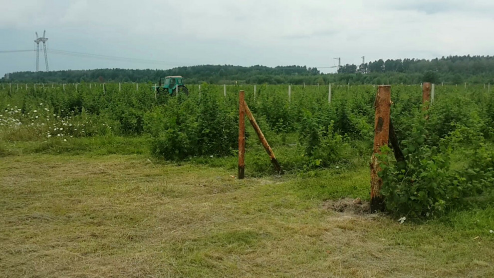 Ягодное хозяйство по выращиванию органической малины в Волынской области 