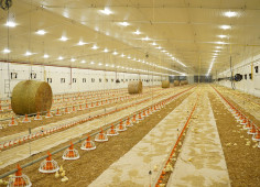 Avesterra Group Invests €15 Million in 20 New Poultry Houses in Volyn