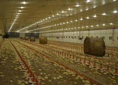 Avesterra Group Invests €15 Million in 20 New Poultry Houses in Volyn