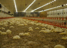 Avesterra Group Invests €15 Million in 20 New Poultry Houses in Volyn