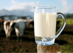 Рынок молока и молочных продуктов Украины