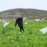 Кабмин готов предоставить налоговые каникулы инвесторам, вложившем деньги в АПК