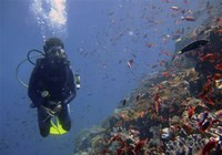 Власти ищут инвестора для строительства океанариума в Киевском зоопарке