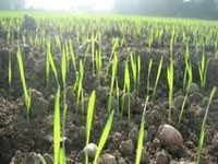 Наибольшим спросом на зарубежных биржах пользовались украинские агрокомпании - эксперты