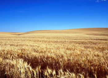 "Мироновский хлебопродукт" поставил цель увеличить свой земельный банк до 550 тыс. га за пять лет