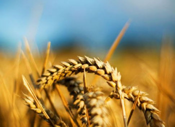 Компания Виталия Хомутынника приобрела шесть украинских агрокомпаний