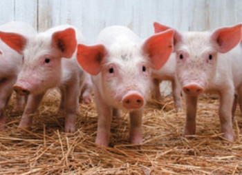 Производитель свинины "СвижачОк" меняет владельца