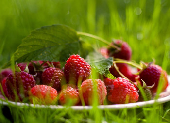 «Мрия» инвестирует в ягодный кооператив