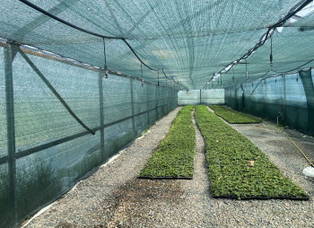 Organic berry farm with expansion project in Kyiv region for sale