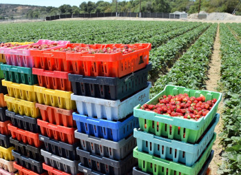 Organic berry farm with expansion project in Kyiv region for sale