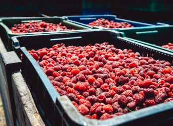 Organic berry farm with expansion project in Kyiv region for sale