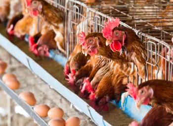 Продажа птицекомплекса / птицефабрики по производству яиц в Винницкой области