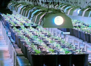 Канадский производитель марихуаны выделил кредит украинской структуре