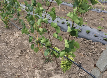 Агрокомпания по выращиванию винограда, клубники и малины