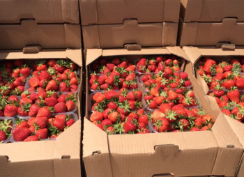 Агрокомпания по выращиванию винограда, клубники и малины